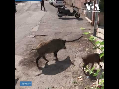 რომთან ახლოს გარეული ღორების შემოსევაა